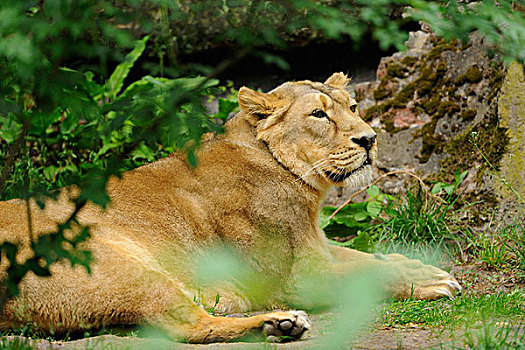 亚洲狮,印度,狮子,狮子座桃,女性,躺下来,在动物园