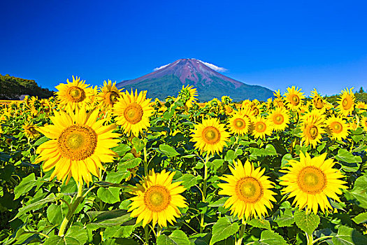 山,富士山,向日葵