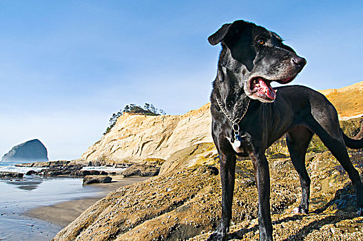 黑色,狗,水边,俄勒冈海岸,岩石构造,悬崖,背景,柯万达角,太平洋,城市,俄勒冈,美国