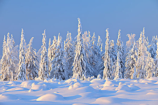 积雪,云杉,北方,芬兰