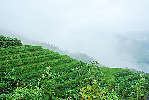 大山里的田园春色