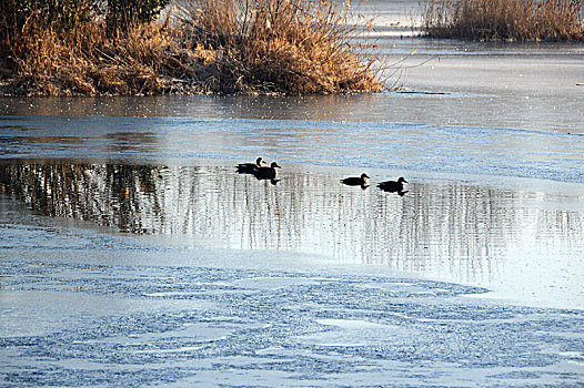 冬季河中的野鸭