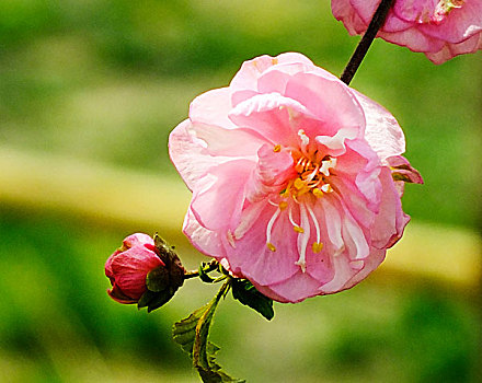 春天盛开的花朵