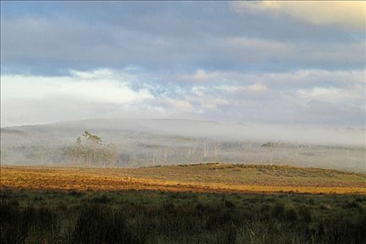 晨雾,奥弗兰,摇篮山,国家公园,塔斯马尼亚,澳大利亚