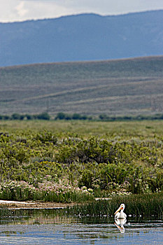 美洲白鹈鹕,国家野生动植物保护区,科罗拉多