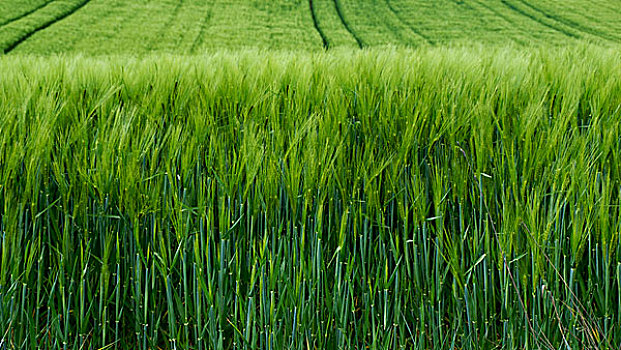 绿色,小麦,奥弗涅,法国,欧洲