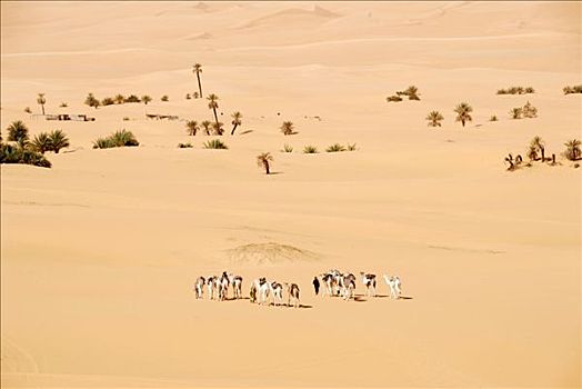 柏柏尔人,走,骆驼,沙漠,棕榈树,利比亚