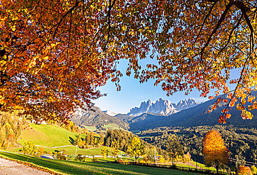 背景,框架,樱桃树,秋天,服装,山谷,南蒂罗尔,白云岩,意大利,欧洲
