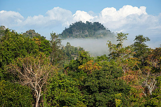 风景,雾气,树林,丛林,北方,泰国,亚洲