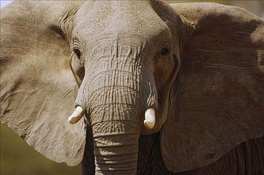 非洲象,特写,安伯塞利国家公园,肯尼亚