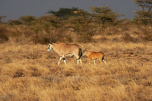 长角羚羊,大草原,马赛马拉,公园,肯尼亚