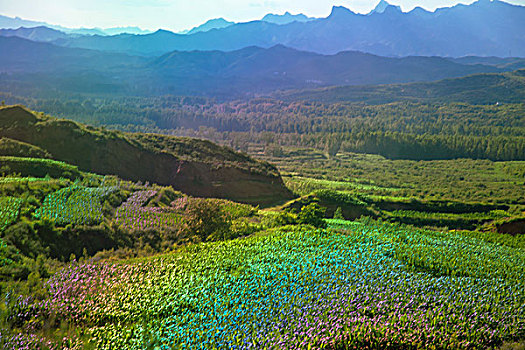 山坡上的玉米地