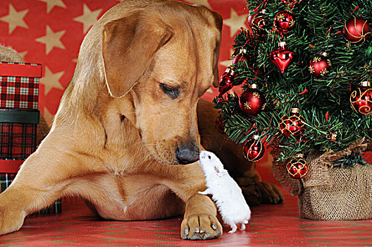 拉布拉多犬,矮小,仓鼠,圣诞节