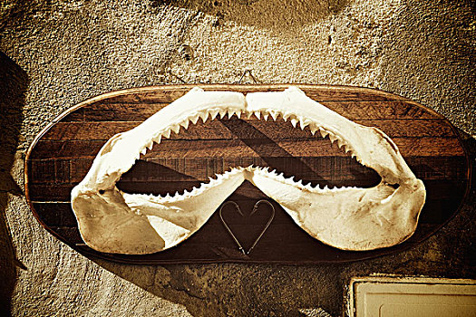 鱼,颚部,牙齿,悬挂,墙壁,戛纳,普罗旺斯,法国
