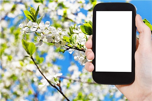 智能手机,白花,苹果树,春天