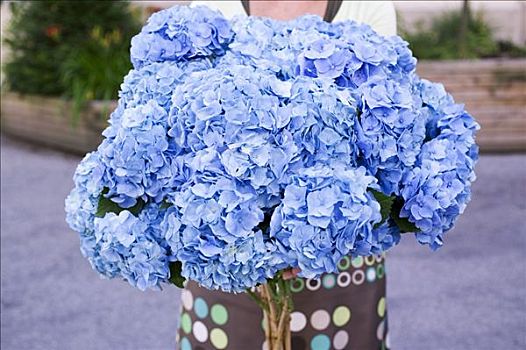 女人,拿着,大,束,蓝色,八仙花属
