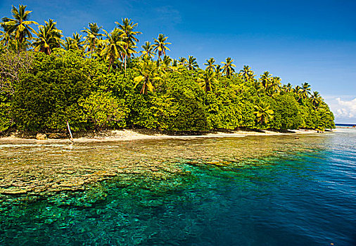 清水,小岛,蚂蚁,环礁,密克罗尼西亚,大洋洲