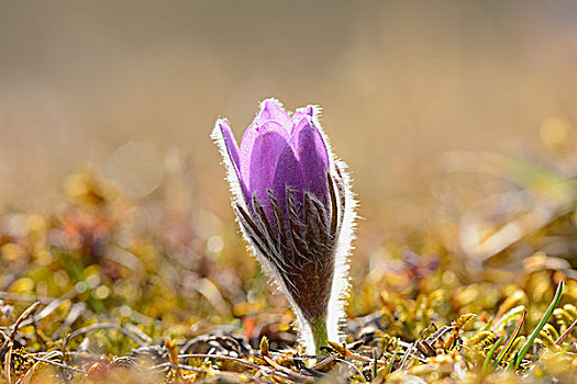 白头翁花,花