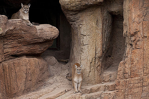 两个,美洲狮,洞穴,图森,亚利桑那,美国