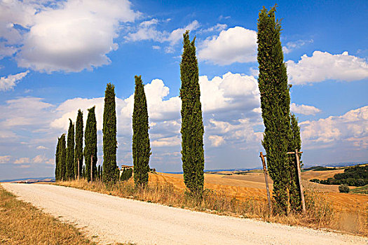 柏树,排列,道路,托斯卡纳,意大利