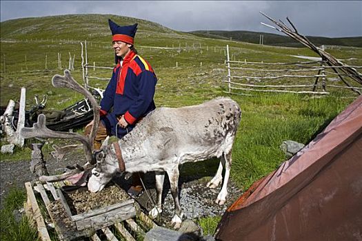 拉普兰人,部族,站立,男人,旁侧,驯鹿,霍宁斯沃格,岛屿,北角地区,挪威