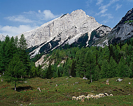 牧群,绵羊,放牧,草场,朱利安阿尔卑斯,斯洛文尼亚