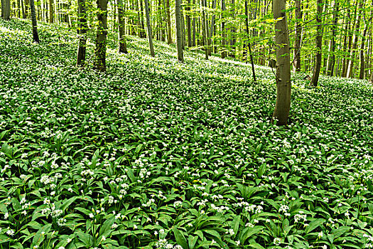 野蒜,葱属植物,花,山毛榉,树林,山,图林根州,德国,欧洲