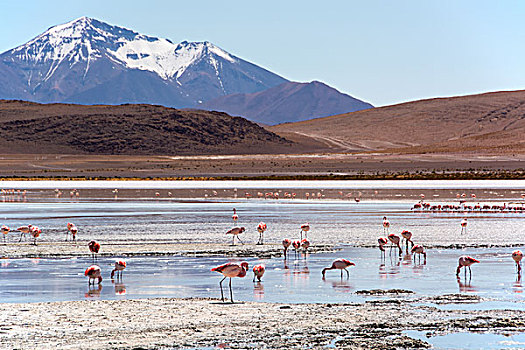泻湖,火烈鸟,浅水,靠近,乌尤尼盐沼,玻利维亚,南美