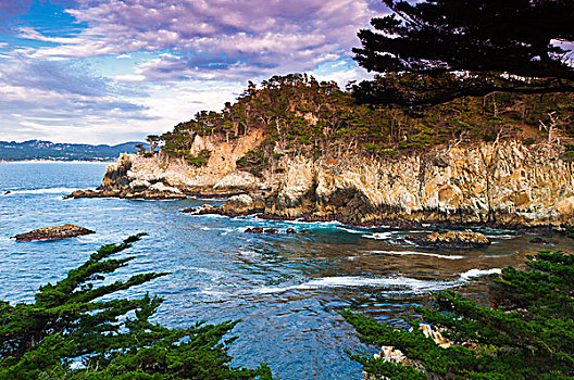 岩石,悬崖,柏树,小树林,小路,罗伯士角州立保护区,加利福尼亚,美国