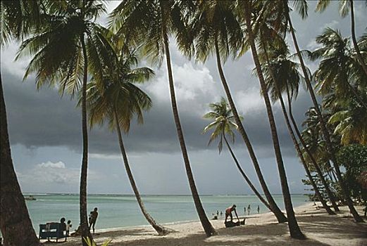 景色,海滩,晴天,多巴哥岛
