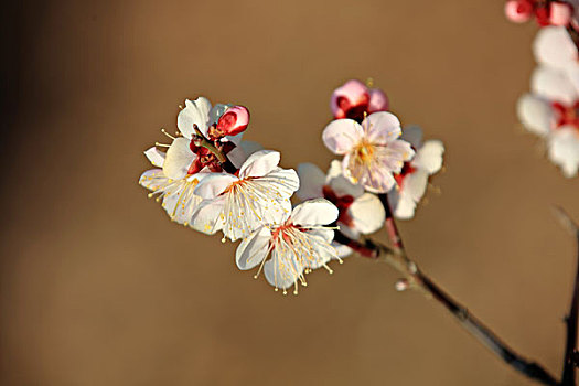 梅花