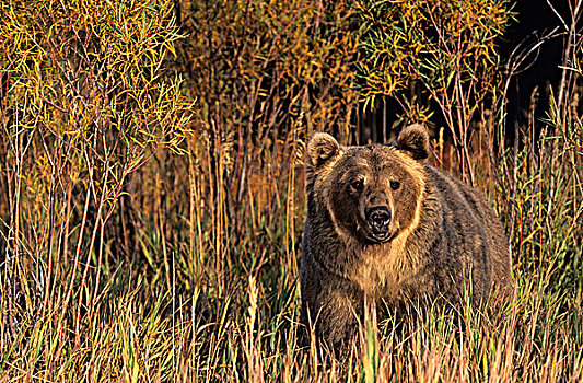 大灰熊,棕熊,河边,柳树,刷,夜光,秋天,蒙大拿,美国