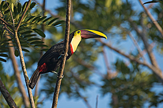 巨嘴鸟,栖息,树枝,省,哥斯达黎加,北美