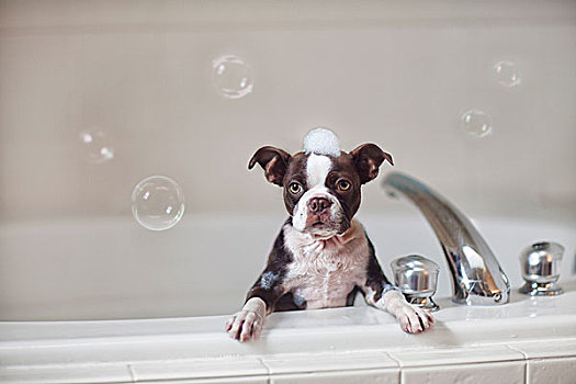 波士顿犬,小狗,浴室,肥皂泡,顶着,看镜头
