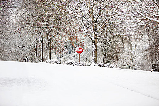 俄勒冈,美国,雪,停车标志