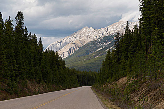 道路,通过,树林,碧玉国家公园,艾伯塔省,加拿大