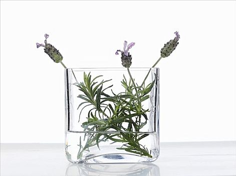 花,薰衣草,玻璃碗