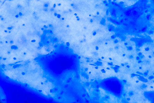 神经,细胞,显微镜,抽象,蓝色,圆点,白色背景,背景