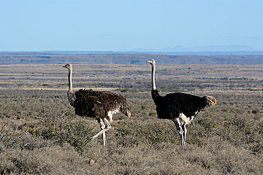 鸵鸟,普通,鸵鸟属,骆驼,自然保护区,西海角,南非,非洲