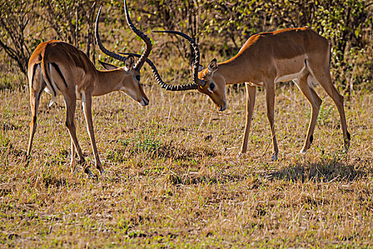 肯尼亚马赛马拉国家公园黑斑羚