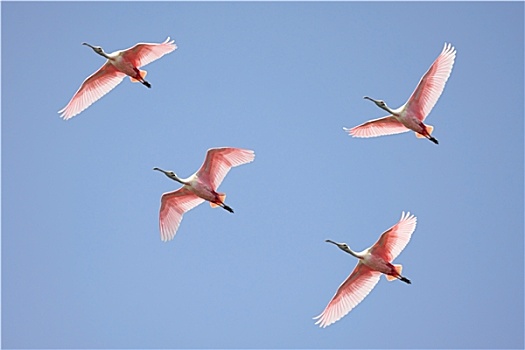 粉红琵鹭,飞行