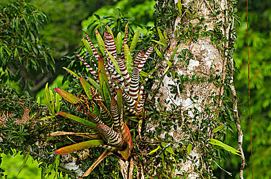 凤梨科植物,树荫,国家公园,亚马逊雨林,厄瓜多尔,南美