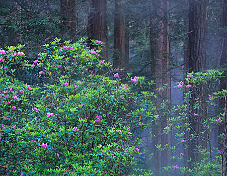 杜鹃花属植物,花,北美红杉,树林,红杉国家公园,加利福尼亚