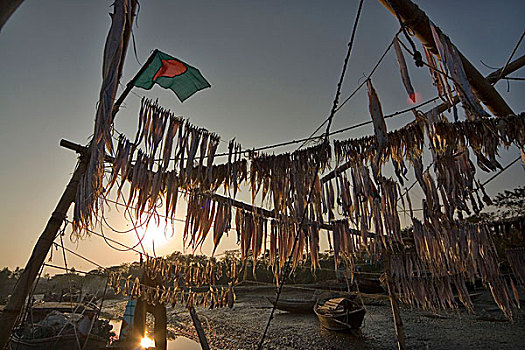 渔民,悬挂,鱼,船,弄干,抓住,销售,商业,小,残留,制作,干鱼,烹饪,木豆,红点鲑,孟加拉,一月,2008年