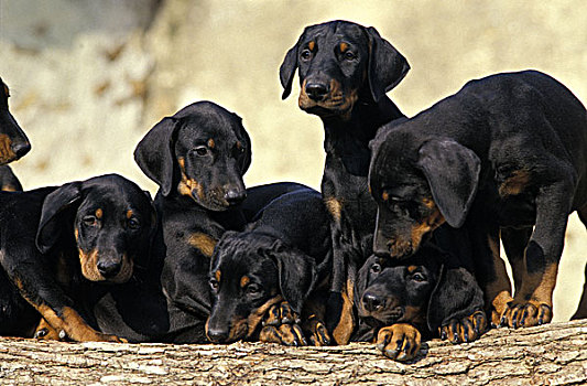 杜宾犬,狗,小动物,站立,一堆,木头