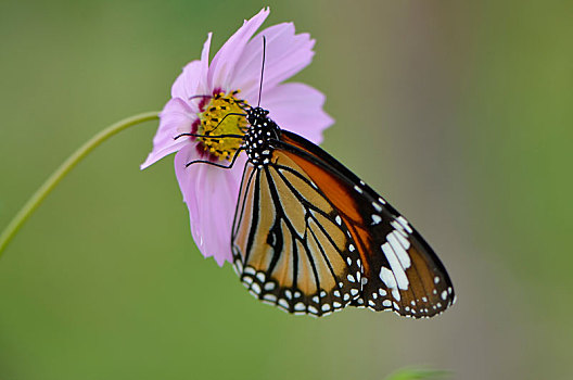 虎斑蝶