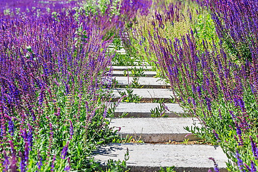夏初盛开的大片的紫色薰衣草花田,山东省安丘市齐鲁酒地景区