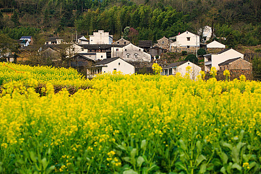 西畈,油菜花,花海,田园,梯田,春光