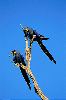 风信子,金刚鹦鹉,潘塔纳尔,巴西