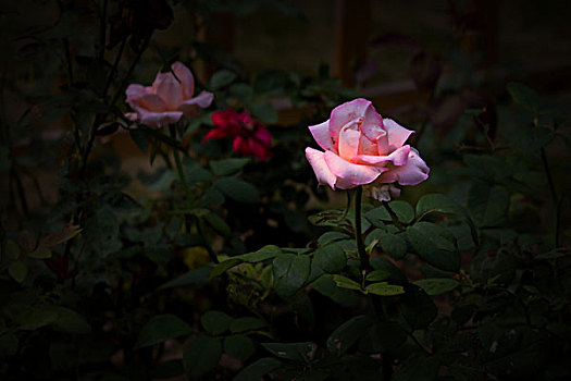 月季花,美丽月季,美艳月季花